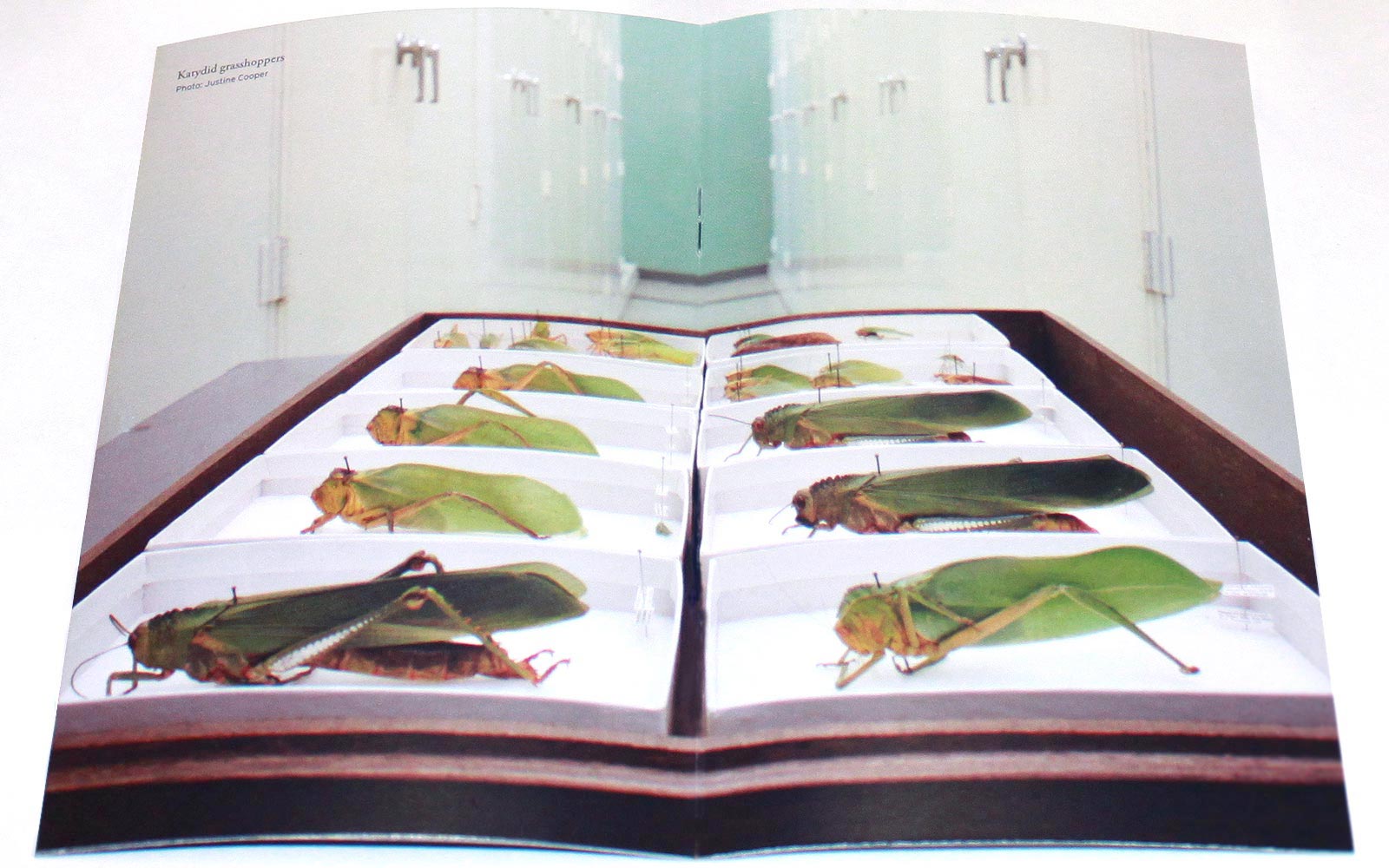 Society for the Preservation of Natural History Collection SPNHC brochure spread