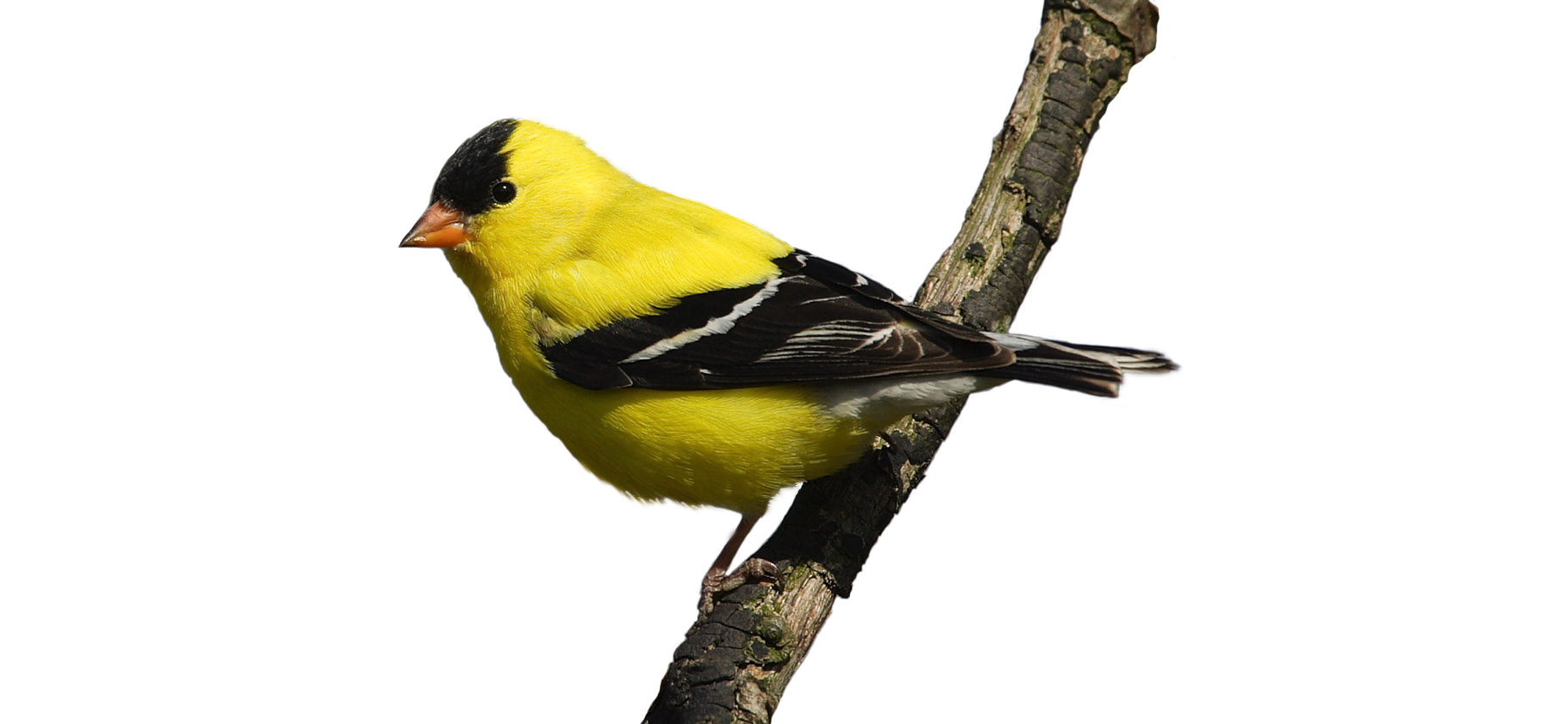 Audubon Society of Western PA website Goldfinch