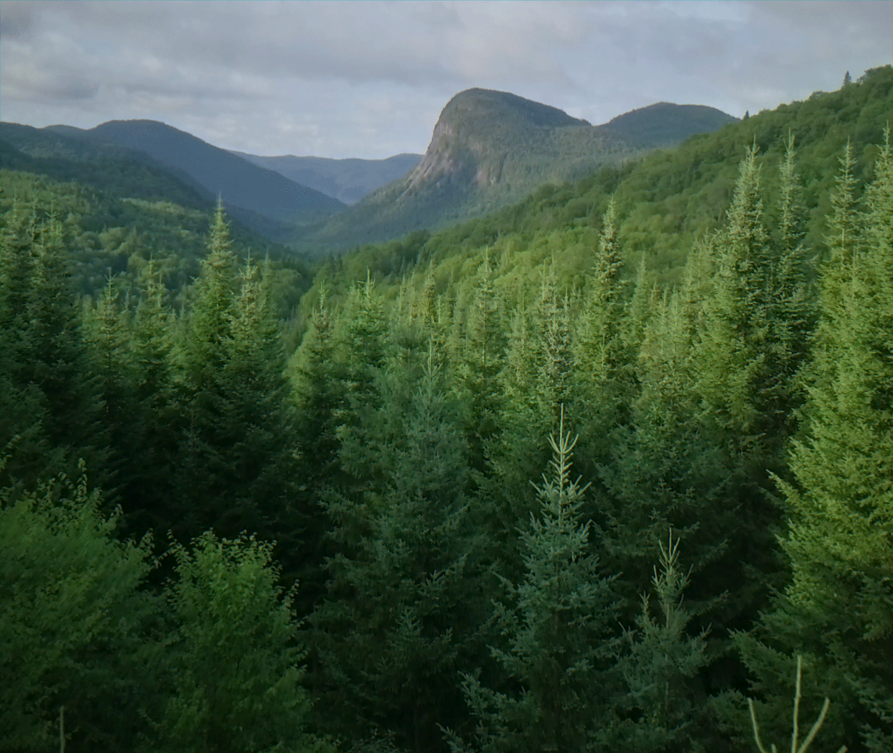 #forestproud animation